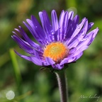 aster2011